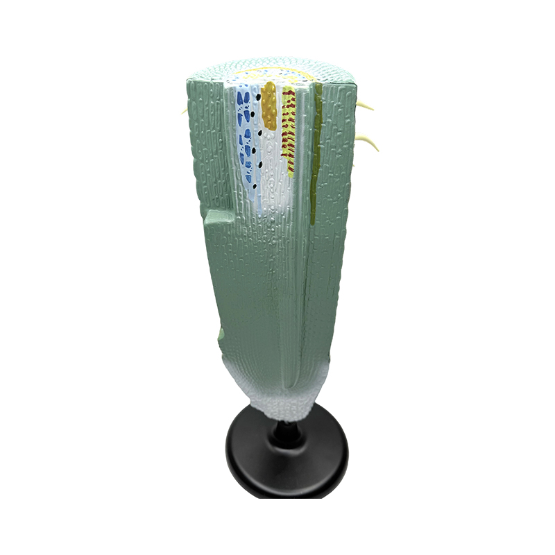 Educational equipment plant root longitudinal cutaway model/anatomic model plant root model