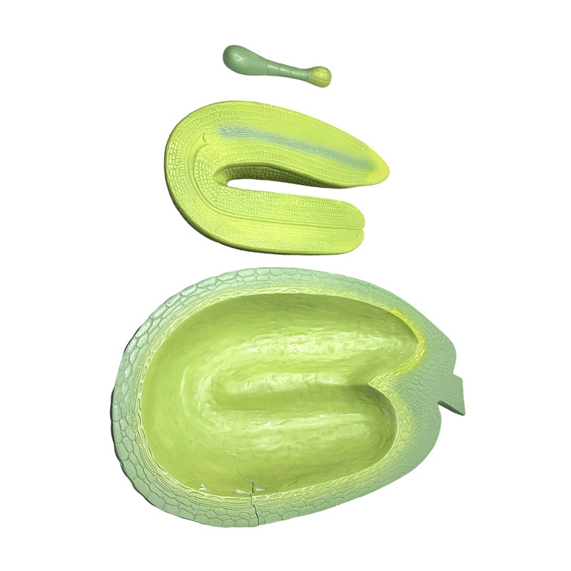 Professional education model Shepherd's purse embryo development model Plant model Junior high school biological science education application