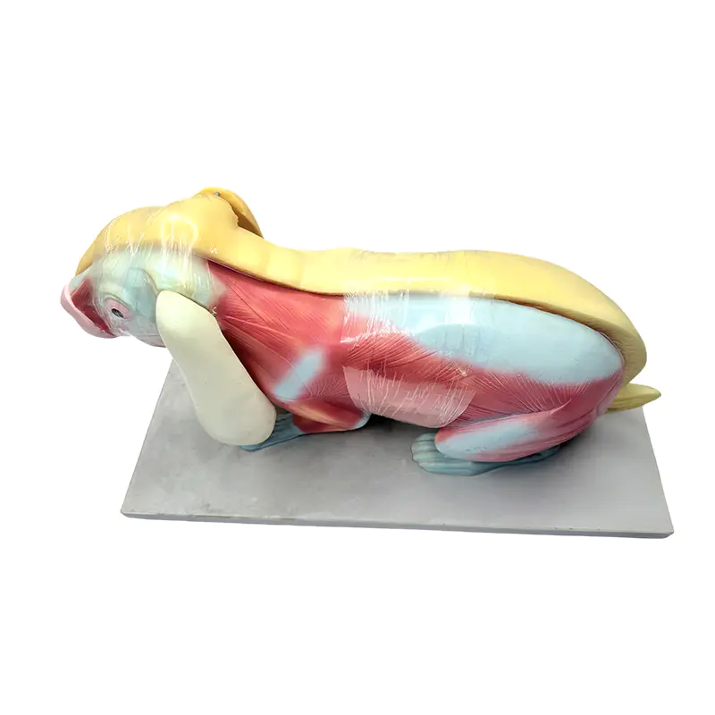 Biology teaching model rabbit anatomy model
