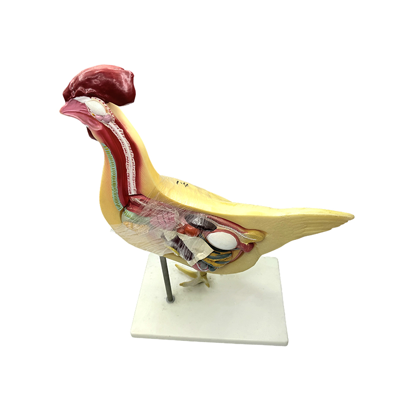 Chicken model natural university medical science biology teaching model teaching instrument poultry anatomy model