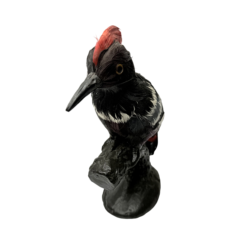 Animal simulation model educational equipment woodpecker model specimen