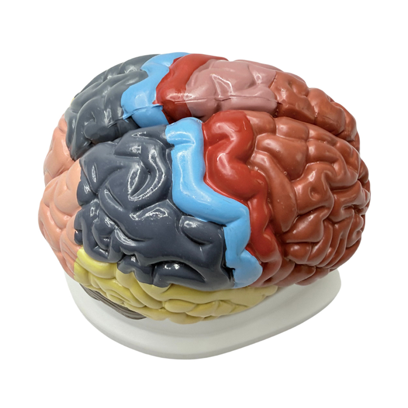 Detachable 1:1 color teaching aids display functional areas of the brain, anatomical colors, and color brain models