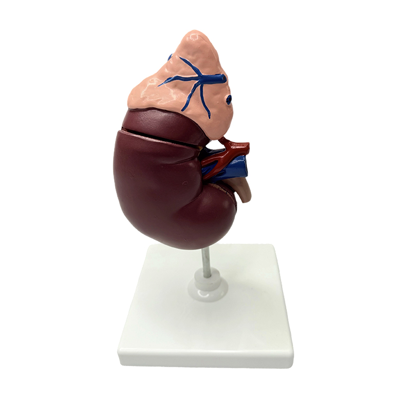 Renal and adrenal models anatomical model of human body medical model anatomical teaching