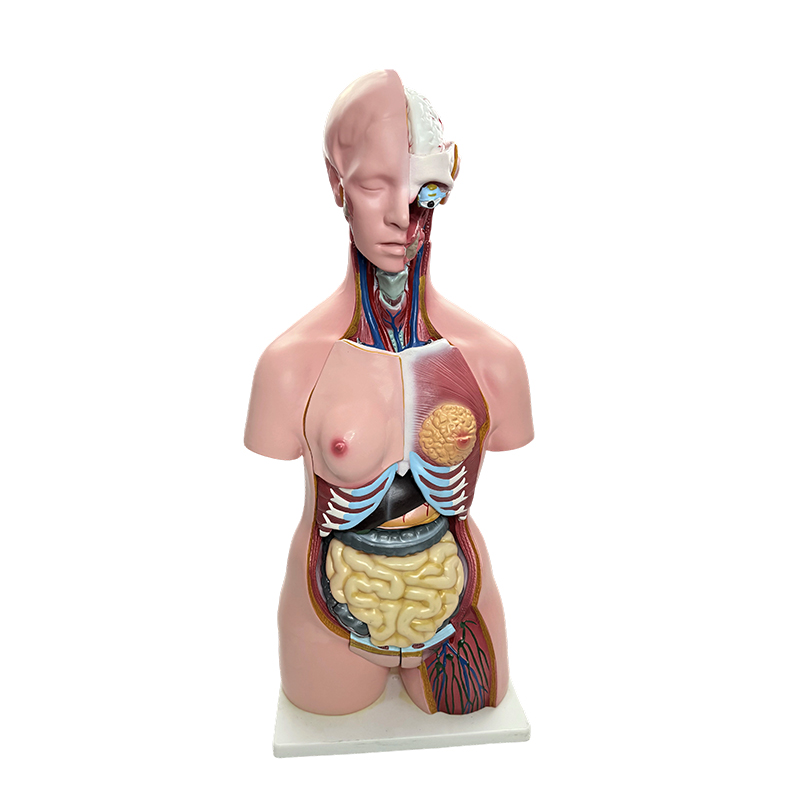 Demonstration of human body gender, torso model simulation of human organs, 85cm medical anatomy teaching