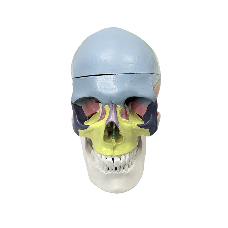 Colorful human skull model, life size skull anatomy model