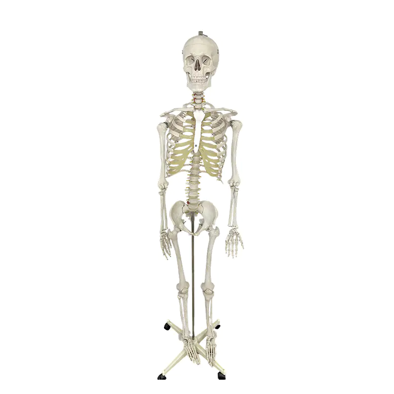 Human skeletal model 170cm