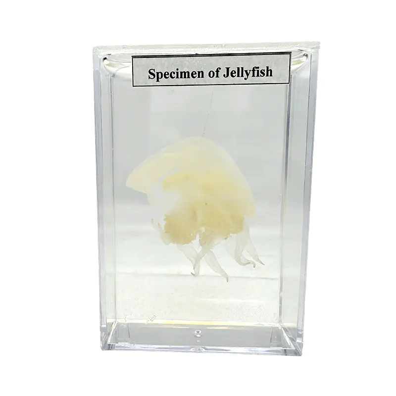 Teaching specimens are used for experimental research on animal specimens and jellyfish