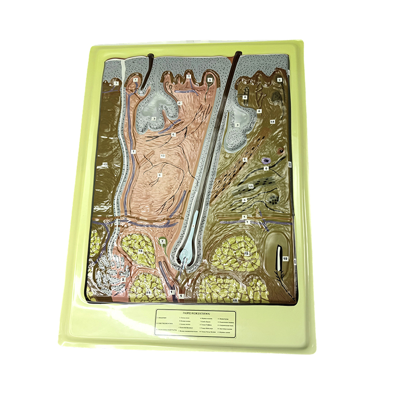 Relief model of skin