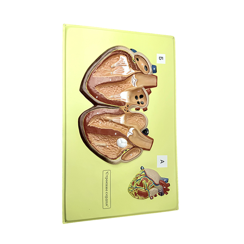 Relief model of human heart